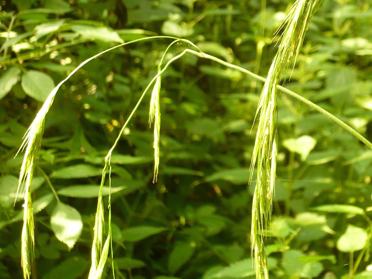 Bromopsis ramosa subsp. ramosa (Poaceae)